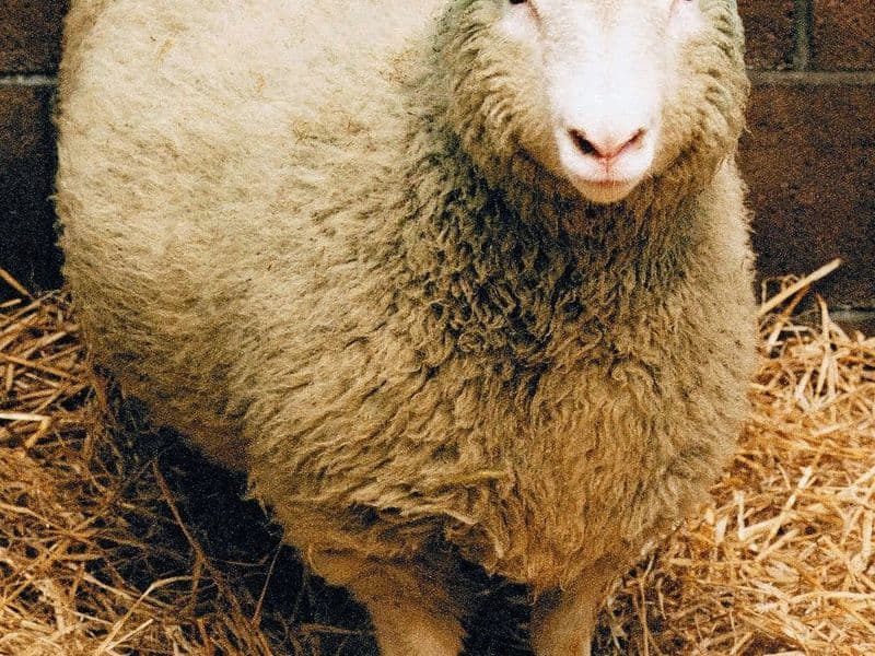 Schaap Dolly