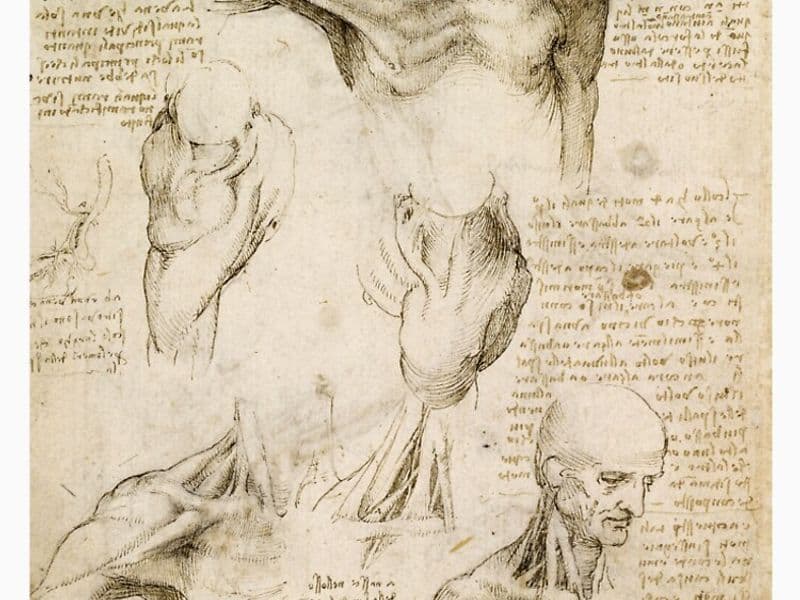Leonardo Da Vinci: anatomische studie van de schouder
