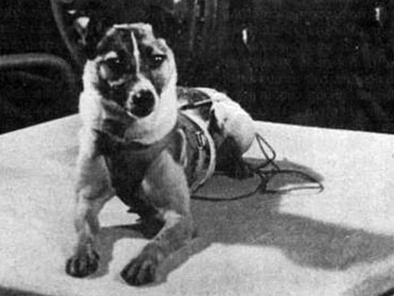 Laika