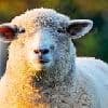 Schaap Dolly gekloond